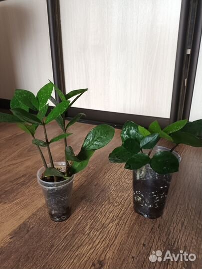 Замиокулькас