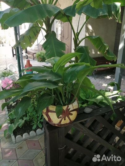 Эухарис амазонская лилия