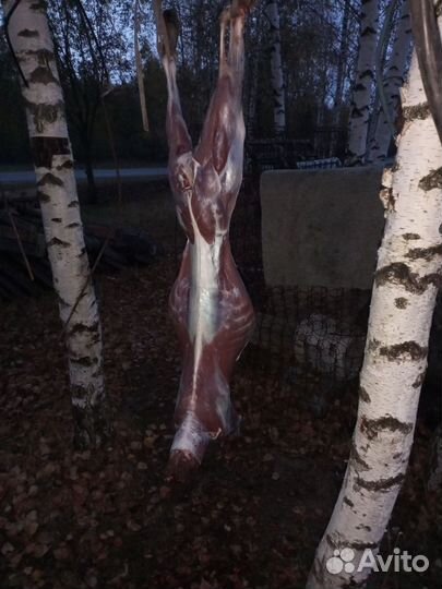 Мясо
