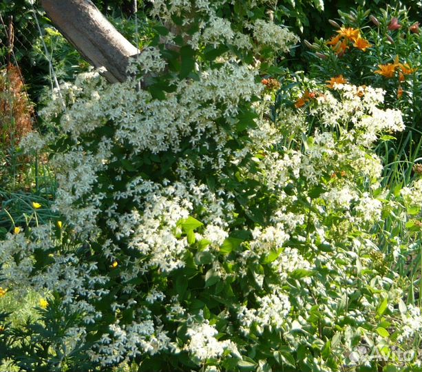 Многолетние цветы для сада