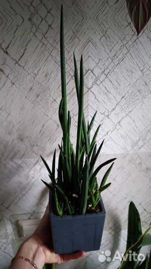 Сансевиерия цилиндрическая