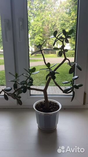 Денежное дерево толстянка (ростки)