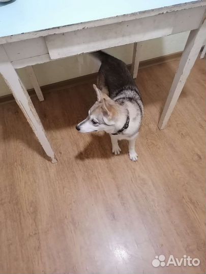 Собаки бесплатно в добрые руки щенки