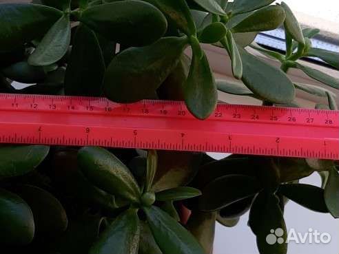 Толстянка-Денежное дерево