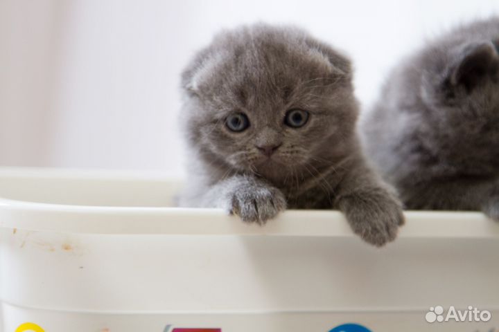 Шотландские котята