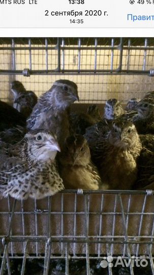 Яйца перепелиные домашние