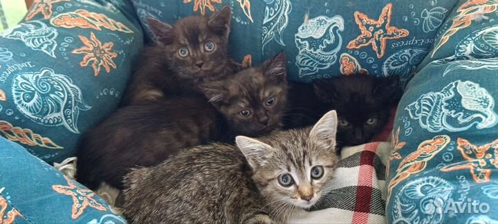 Котята