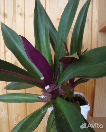 Традесканции