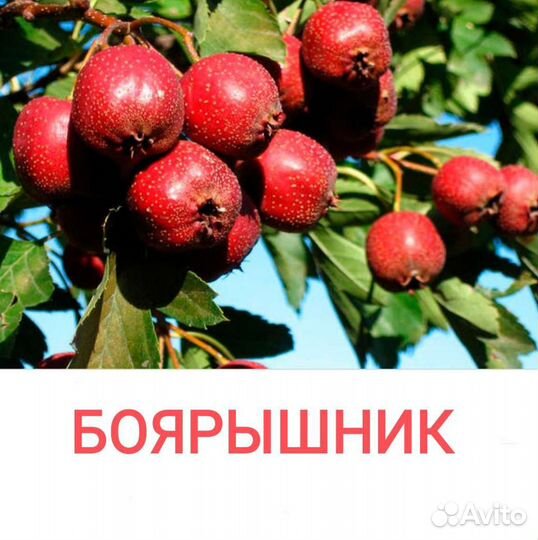 Облепиха, боярышник, ирга, черноплодная рябина