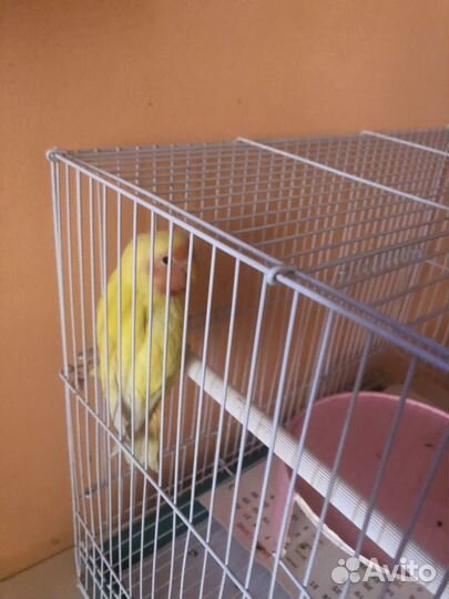 Попугай с клеткой