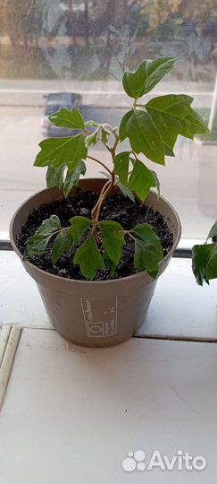 Циссус и фикус Бенджамин