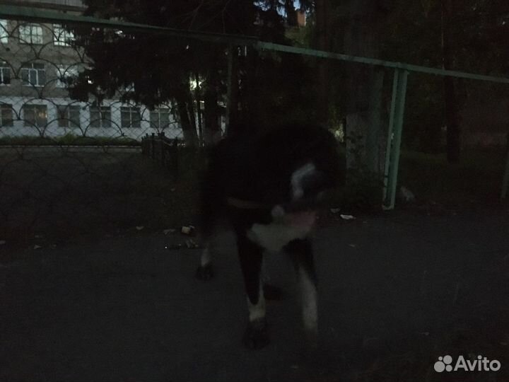 Найдена собака