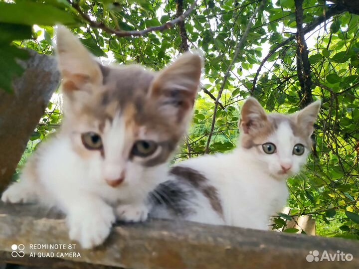 Кошка в дар бесплатно