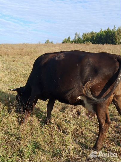 Корова дойная