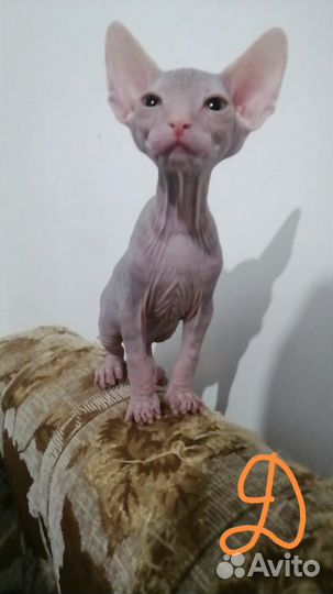 Донской сфинкс котята