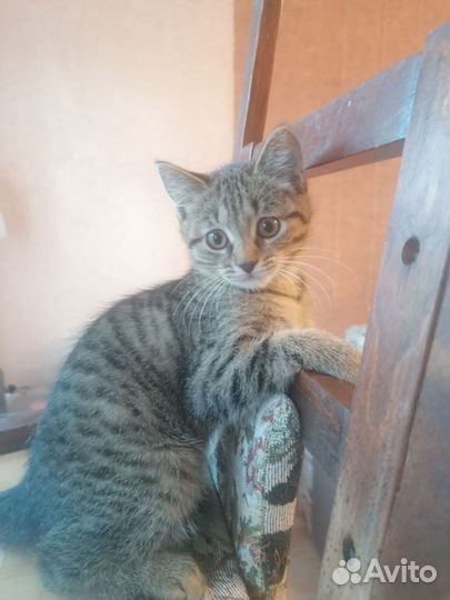 Котята прекрасные