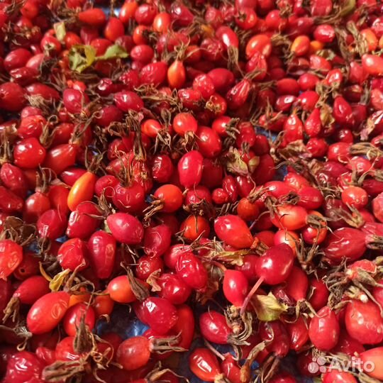 Шиповник дикий,экологически чистый продукт