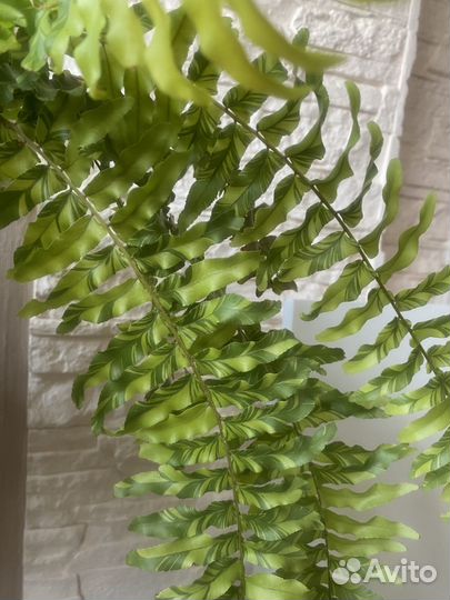 Вайки папоротников