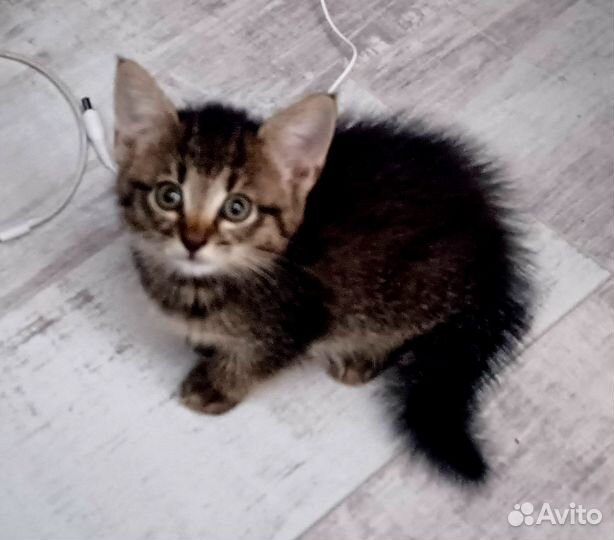 Опасные камышовые коты