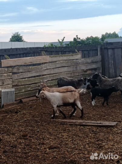 Козы и козлики