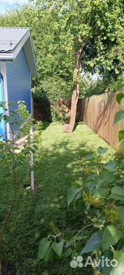 Рулонный газон для участка