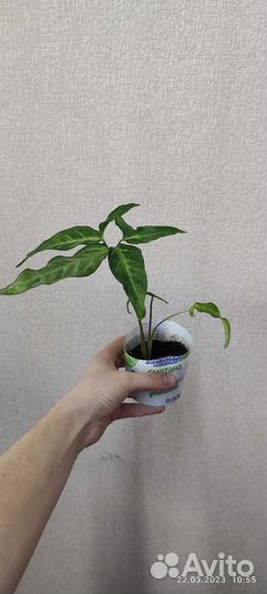 Комнатные растения