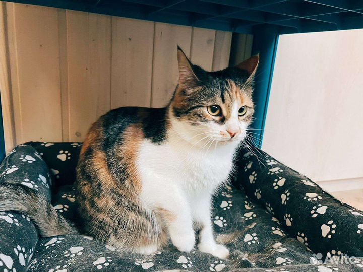 Кошка