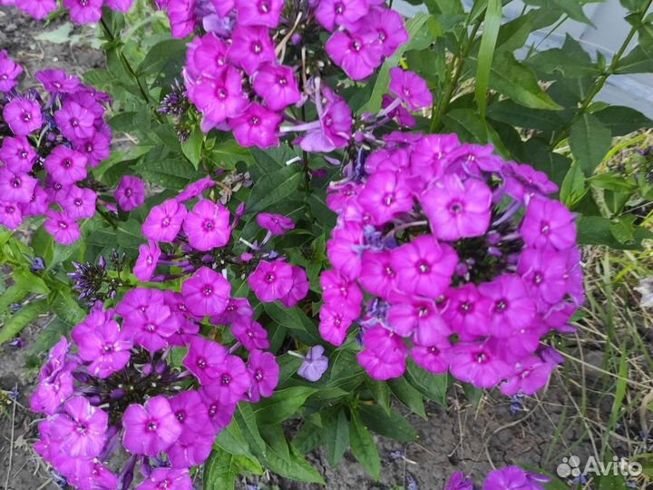 Флоксы белые и энотера, гладиолусы