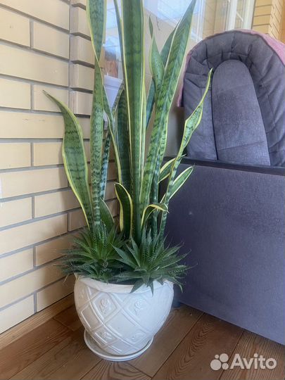 Сансевиерия Лауренти