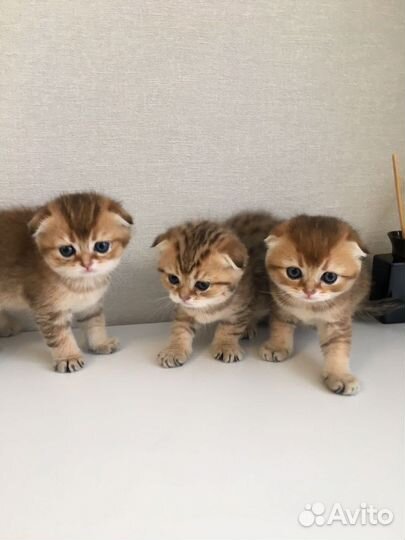 Шикарные золотые малышки