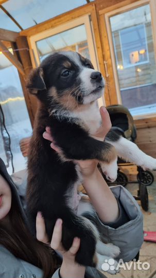 Собака в добрые руки отдам бесплатно щенки