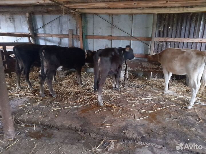 Бычки и телята