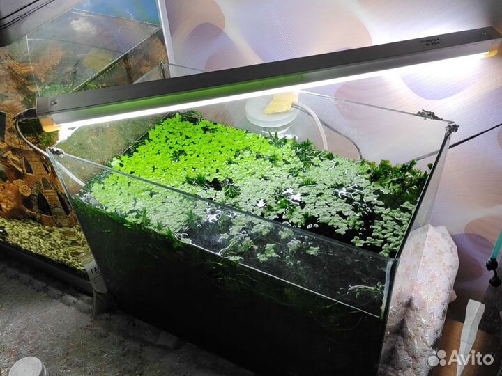 Растения для аквариума. Пистия