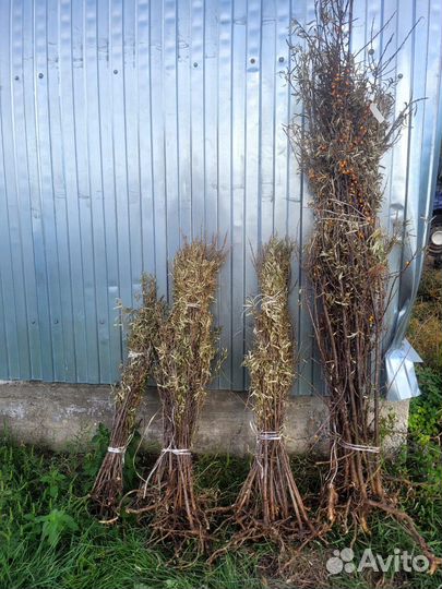 Саженцы черники облепихи