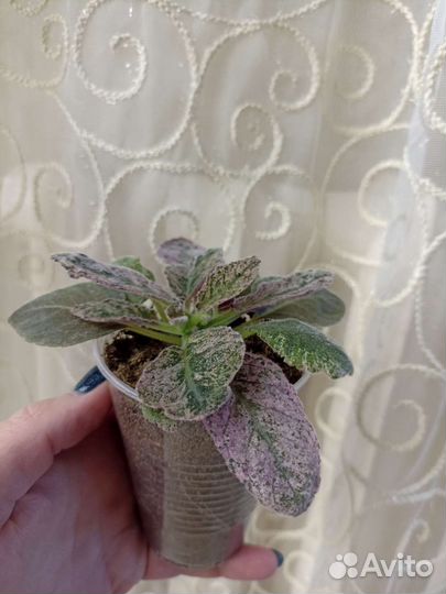 Глоксиния Аврора Бореалис