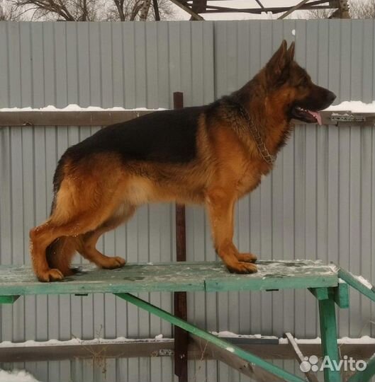 Вязка. Немецкая овчарка