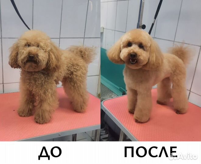 Груминг, стрижка собак и кошек