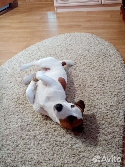 Вязка Джек рассел мальчик