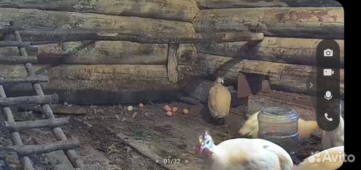 Цесариные яйцв