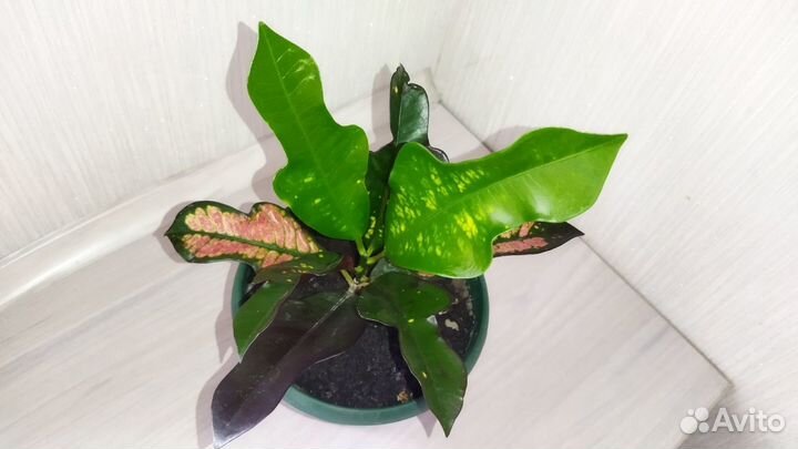 Кротон Вилма