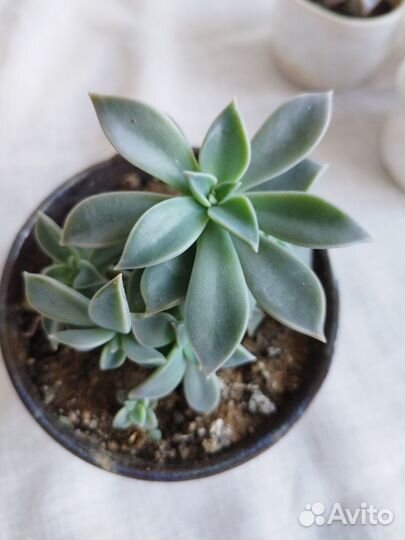 Суккуленты