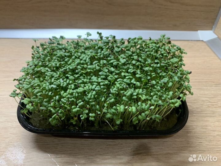 Микрозелень. Выращивание микрозелени