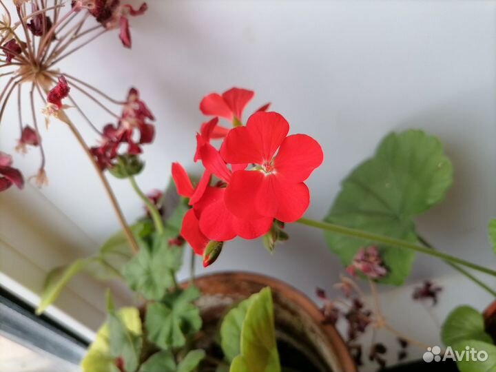Пеларгония герань коралловая