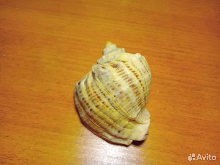 Ракушка морская