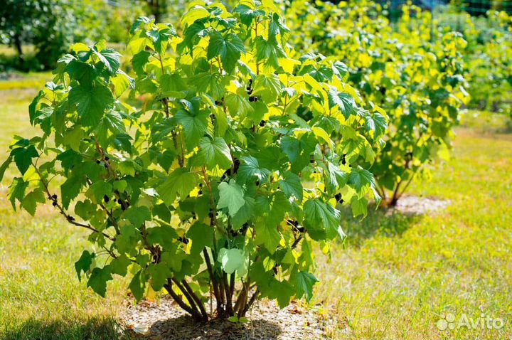 Смородина черная крупномер (плодоносящая) 1-1.3м