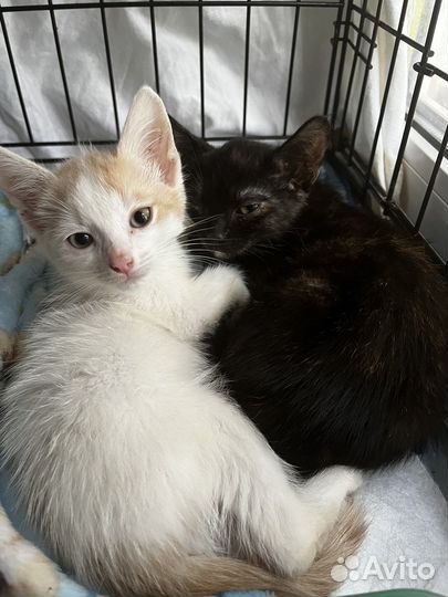 Котята бесплатно