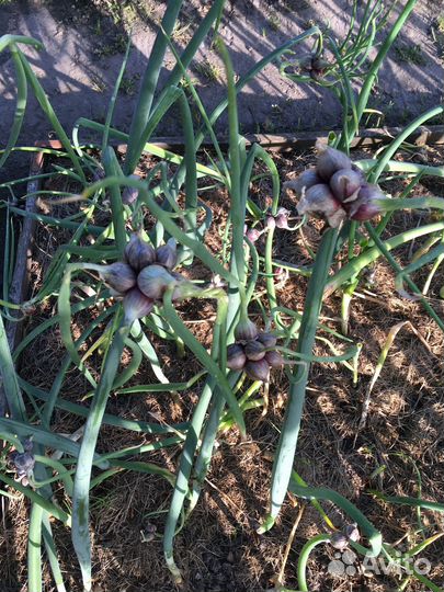 Лук многоярусный(многолетний)