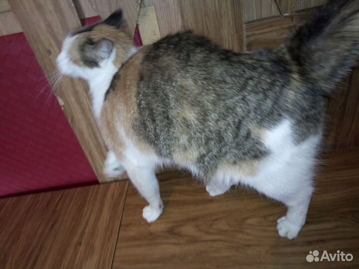 Трехцветная кошка