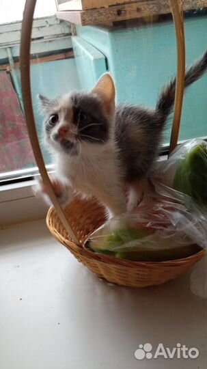 Девочка Ханни 2 мес