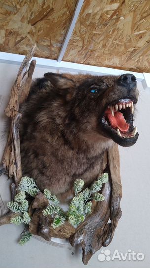 Чучело волка